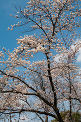 Selective focus of beautiful cherry blossom sakura festival in spring time are blooming in the garden at japan