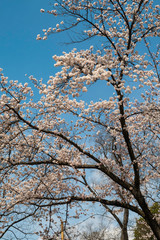 Selective focus of beautiful cherry blossom sakura festival in spring time are blooming in the garden at japan