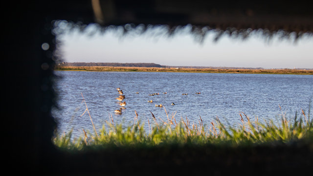 Canard Hutte Chasse Tonne Gabion