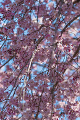 Selective focus of beautiful cherry blossom sakura festival in spring time are blooming in the garden at japan