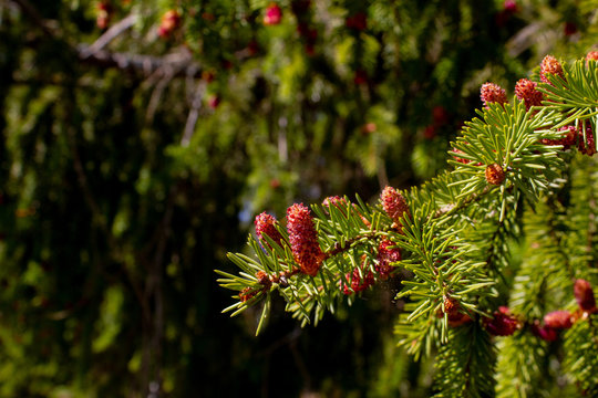 Spruce branches with new colorful cones in spring. Flowering of evergreen spruce (Picea abies).