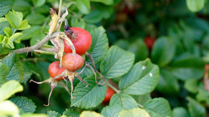 Rosehip red seed with green leaves. Summer botany photo. Background with copy space