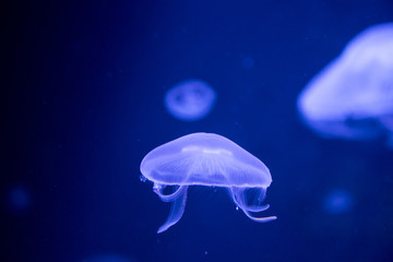 Medusas in a partially shaded aquarium