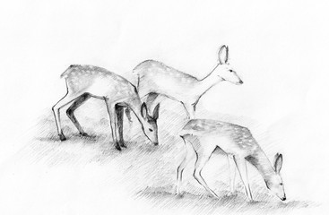 Roe Deer Fawns Grazing © Yulia