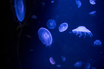 Medusas in a partially shaded aquarium