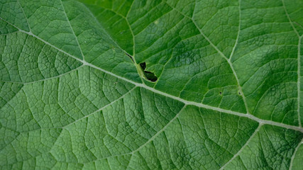 The background photo, green leaves of burdock with light veinlet.