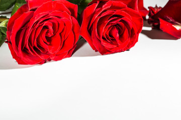 roto Rosen auf weißem Untergrund