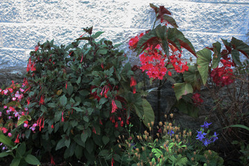 Begonias en el jardín en flor