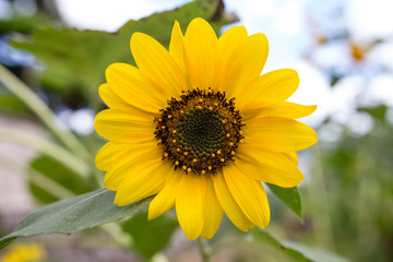 Fototapeta premium ヒマワリの花