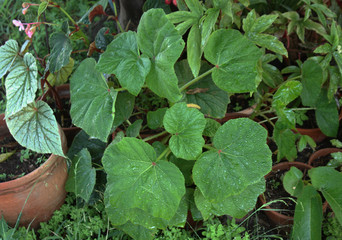 Begonias en el jardin en sombra