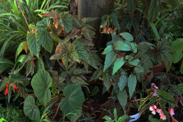 Begonias en un muro de mi jardín.