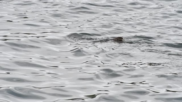 Common seal / harbour seal (Phoca vitulina) swimming and diving under at sea, Scotland
