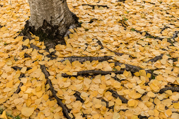 ground covered with leaves of the tree Betula pendula, Fontqueri