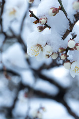 雪と梅の花