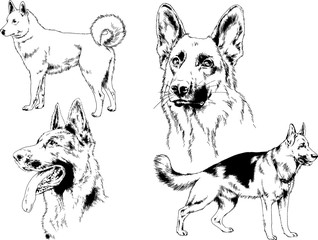 vector drawings sketches pedigree dogs in the racks drawn in ink by hand , objects with no background