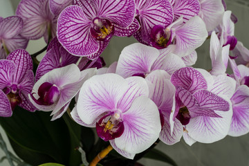 Beautiful purple orchid flowers isolated