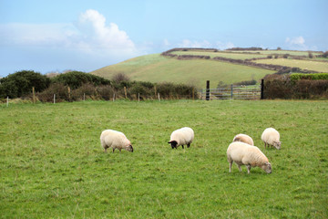 Fototapeta premium many white sheep and rams graze on the green lawn, followed by houses