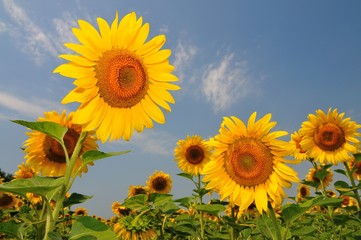 Summer yellow sunflowers with green leaves in field