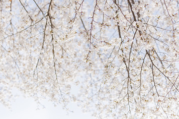 空を覆う桜