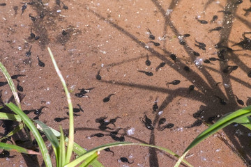 Tadpoles are swimming in shallow pond. Early stage frog tadpoles of development into amphibians are swim around a pond. Tadpoles in pond moving in clear water. Frog life cycle in wild nature.