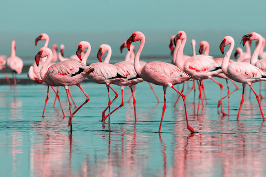 Wild african birds. Group birds of pink african flamingos  walking around the blue lagoon on a sunny day