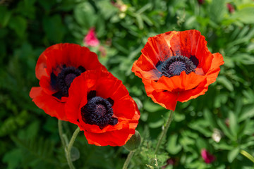 red poppy