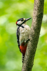  Portrait of a great spotted woodpecker (Dendrocopos major) in a typical natural breeding habitat. Great spotted woodpecker on a tree.