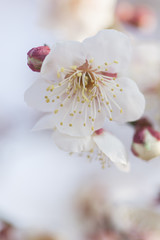白い梅