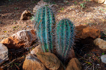 Cactus 