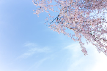青空と桜