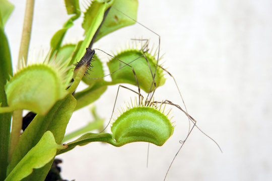 A close-up of a spider caught by a venus flytrap isolated on white