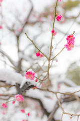 雪と梅の花