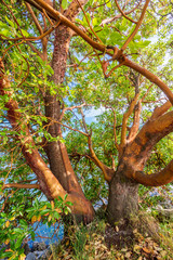 Abstract red Arbutus and green tree background in Vancouver, Canada.