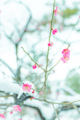 淡い色の雪と梅の花