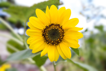 小さなヒマワリ