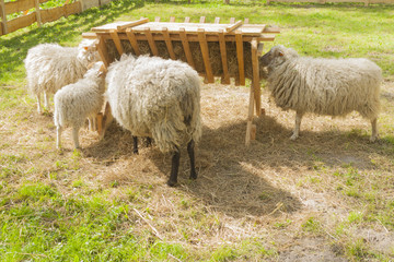 Sheep and Lambs at a Manger