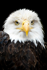 This majestic portrait of an American Bald Eagle illustrates the symbol of strength, patriotism and country in the USA