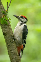  Great spotted woodpecker (Dendrocopos major) in the plumage of a young bird sits on a tree. portrait of young Great spotted woodpecker.