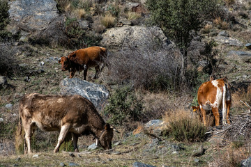 Mediterranean cows in scrub
