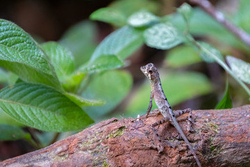 Juvenile Kangaroo Lizard (Otocryptis beddomii), Sinharaja Rain Forest Reserve, Sri Lanka