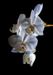 Fototapeta na wymiar white orchid on black background - picture