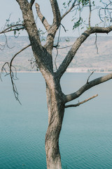 see tree and nature