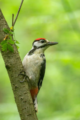  Great spotted woodpecker (Dendrocopos major) in the plumage of a young bird sits on a tree. portrait of young Great spotted woodpecker.