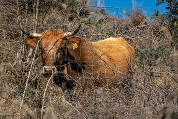 Mediterranean cow in scrub
