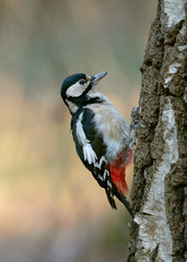  Portrait of a great spotted woodpecker (Dendrocopos major) in a typical natural breeding habitat. Great spotted woodpecker on a tree.