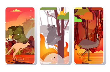 set ostrich kangaroo koala running from forest fires in australia animals dying in wildfire bushfire natural disaster concept intense orange flames smartphone screens collection mobile app vector