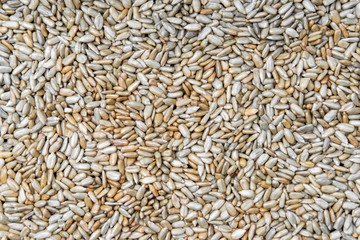 Lots of peeled roasted sunflower seeds. View from top. Texture, background, close-up