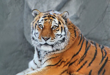 tiger in zoo