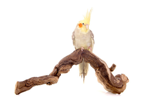 quarrion bird