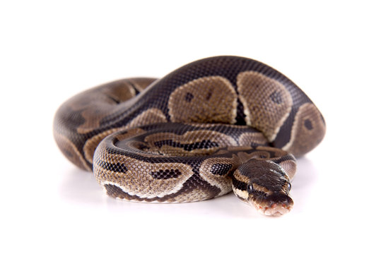snake